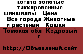 котята золотые тиккированные шиншиллы › Цена ­ 8 000 - Все города Животные и растения » Кошки   . Томская обл.,Кедровый г.